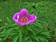 54 Paeonia officinalis (Peonia selvatica dello Zucco)